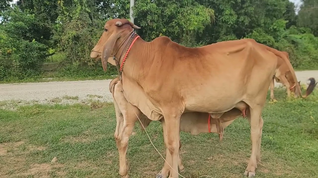 Red cow