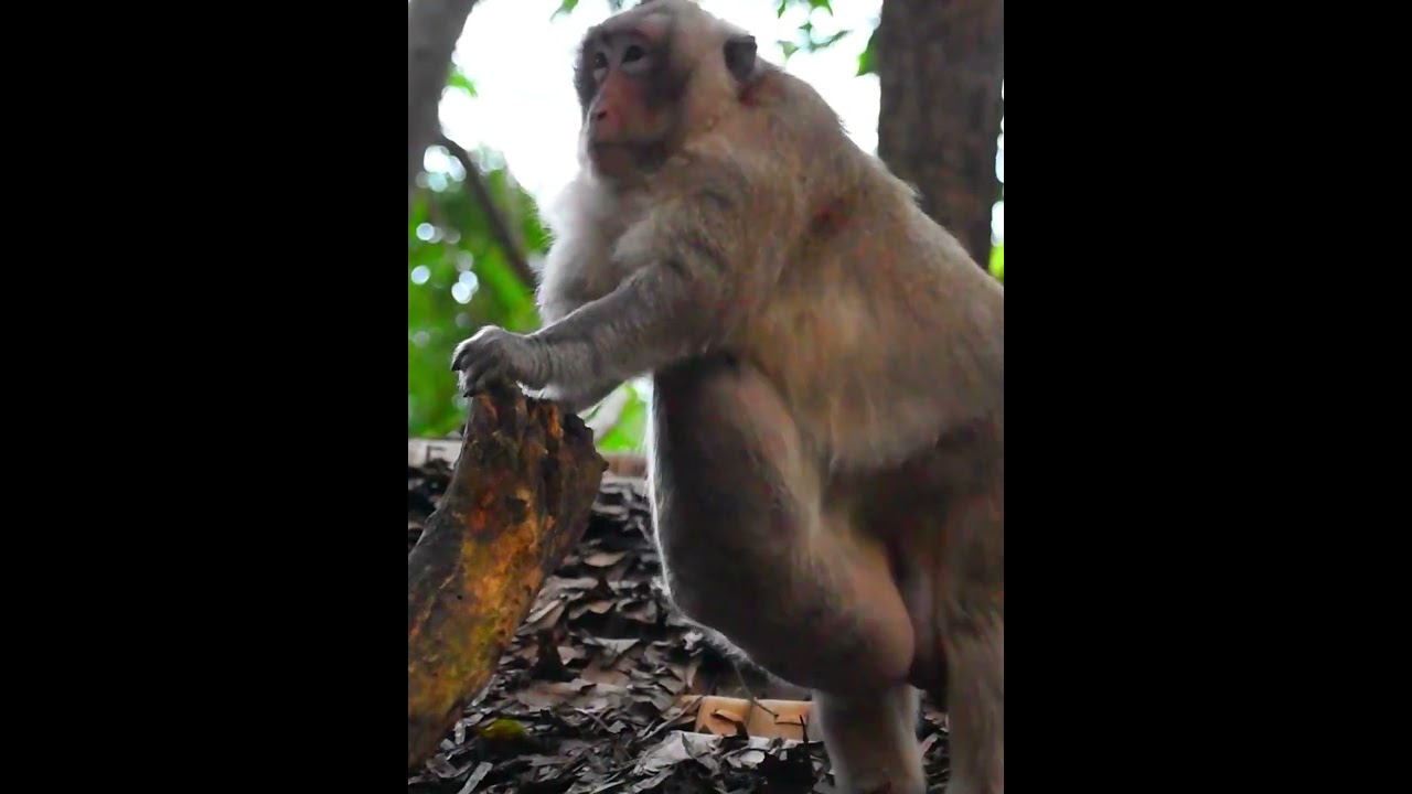 Monkey Big Belly Mr. Charlie | Adorable Monkey Park