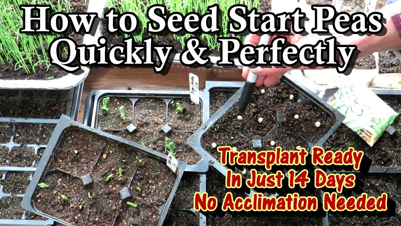 How to Seed Start Peas Indoors & Have Transplant Ready Peas in 2-3 Weeks: No Acclimation Needed!