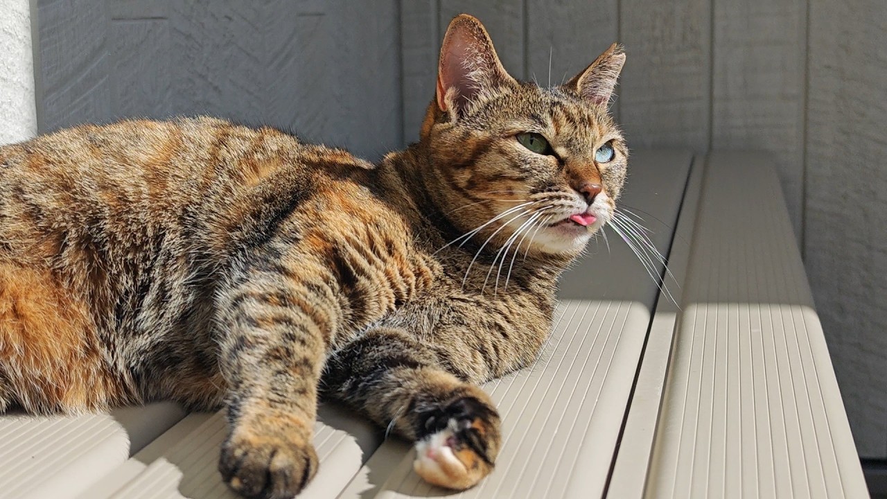 小春日和に誘われてキャティオで猫とのんびり散歩
