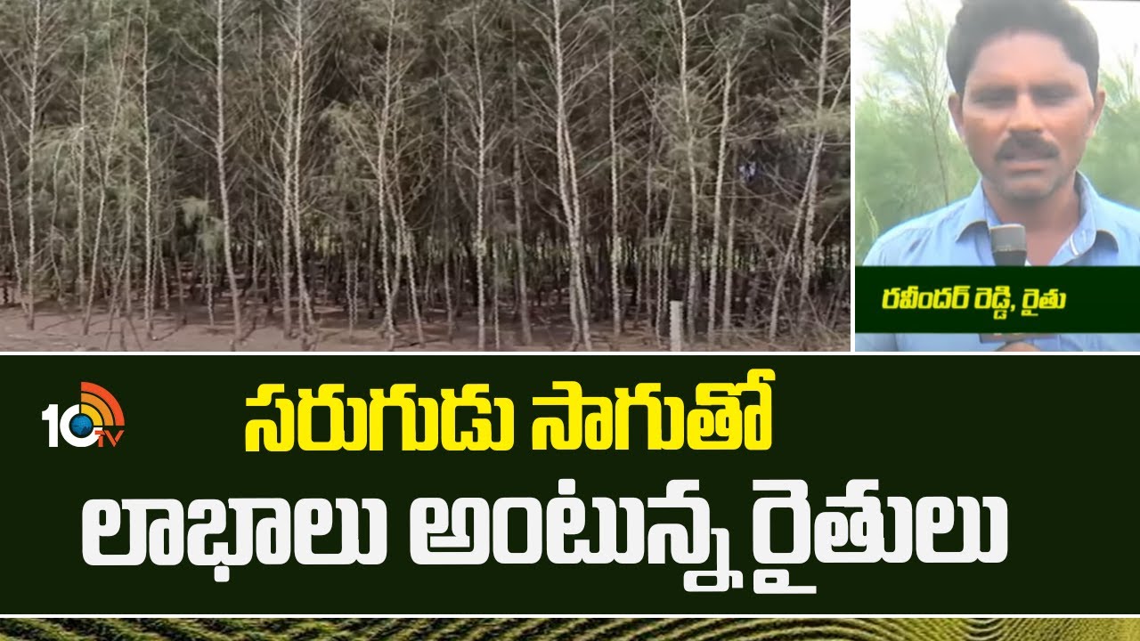 Sarugudu Cultivation | సరుగుడు సాగుతో లాభాలు అంటున్న రైతులు | Matti Manishi | 10TV