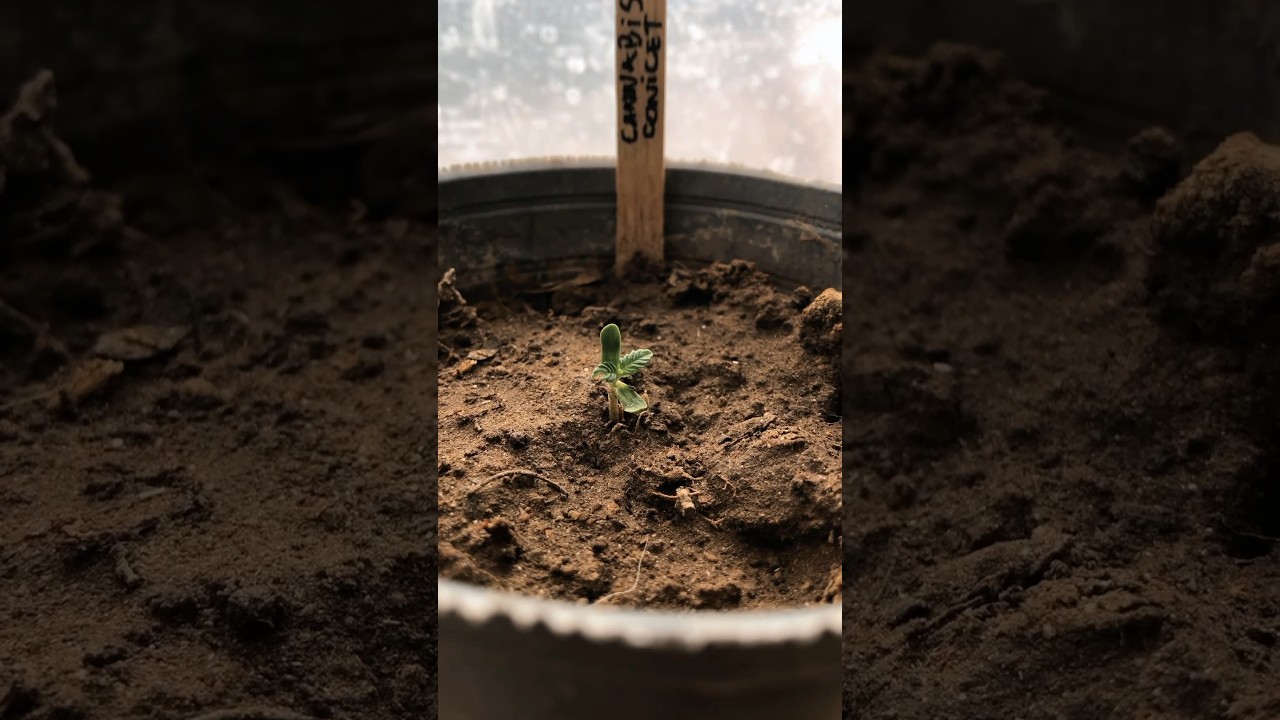 C&oacute;mo germinar tus SEMILLAS DE C4NN4B1S como un profesional 🌱 #plantas #medicinaherbal