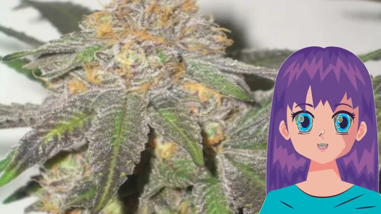 Sasquatch &ndash; 303 seeds