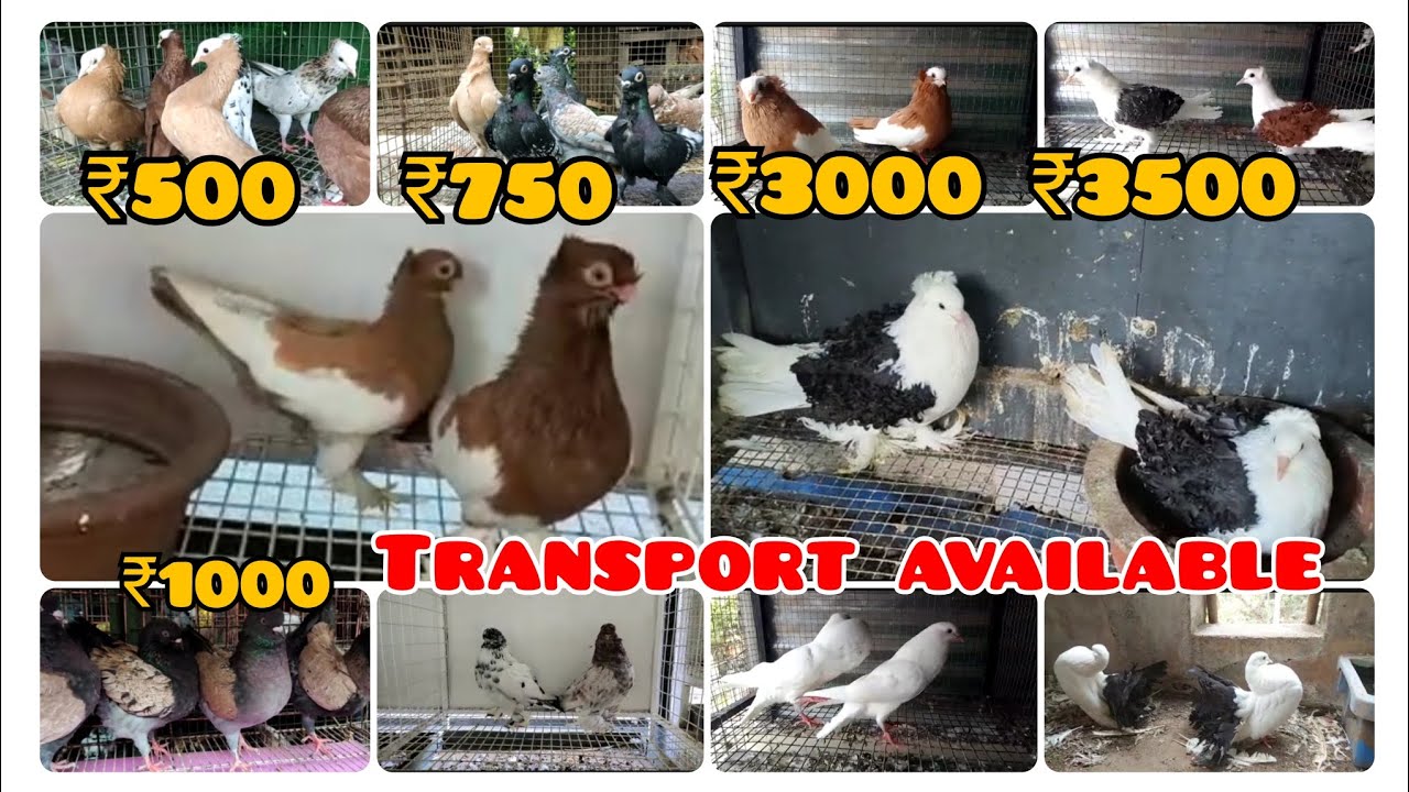 pouter ₹2500 / kerala fancy pigeon farm / frillback ₹3500 / comoner ₹3000 / Argent modina ₹1000