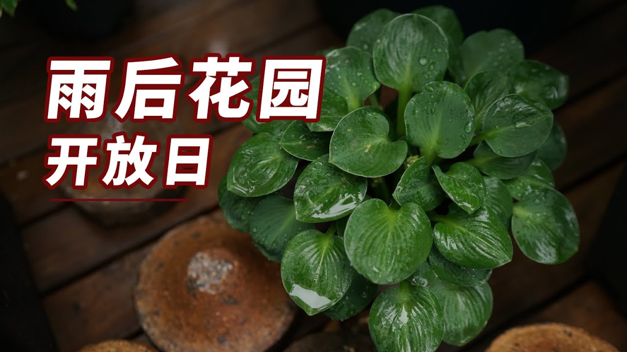 【园丁小饭】雨后的小花园，记得要做这些事啊~