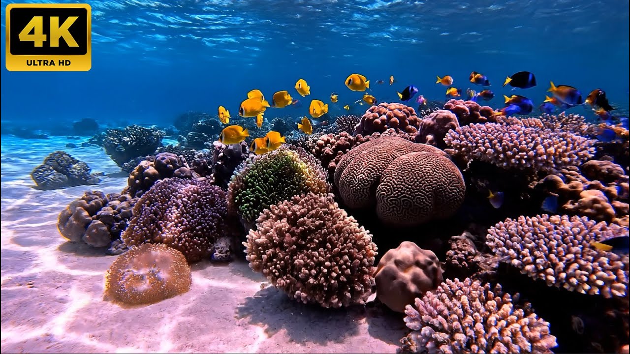 Ocean Biota of Pink Beach 🇮🇩 | Underwater POV