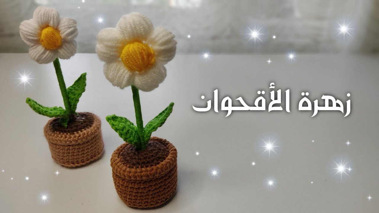 زهرة الاقحوان بطريقة جميلة 🌼