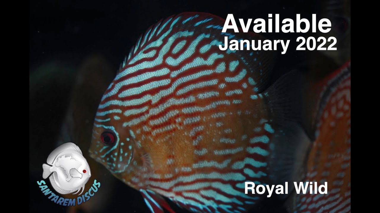 Royal Wild with 14-15 cms available in January 20222