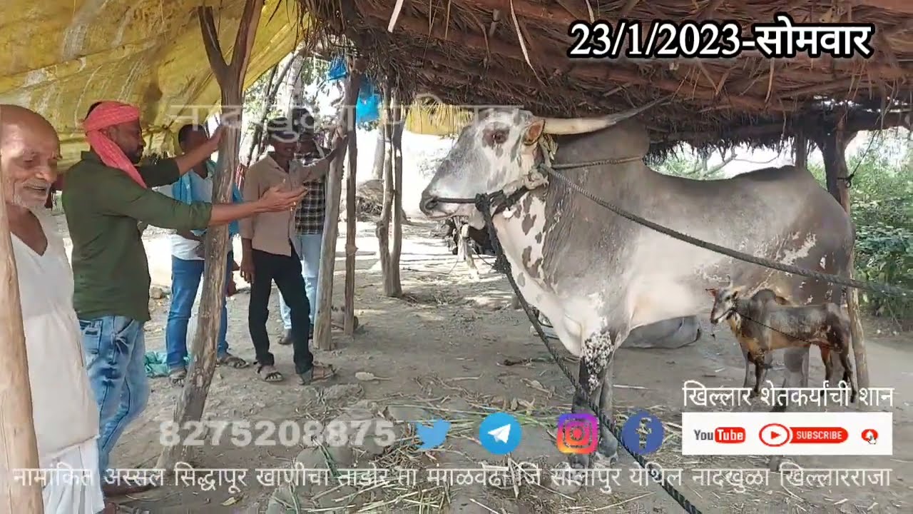 मा विपुल कदम ड्रायव्हर मा गौरव शेंडगे रहिमतपूर इतर मित्रमंडळ यांची तांडोरच्या राजाला सदिच्छा भेट