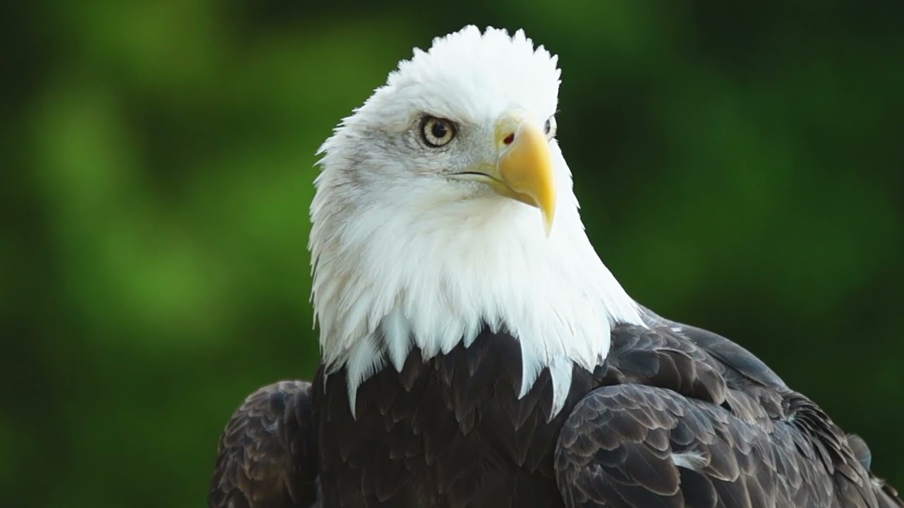 Recovering America's Wildlife Act