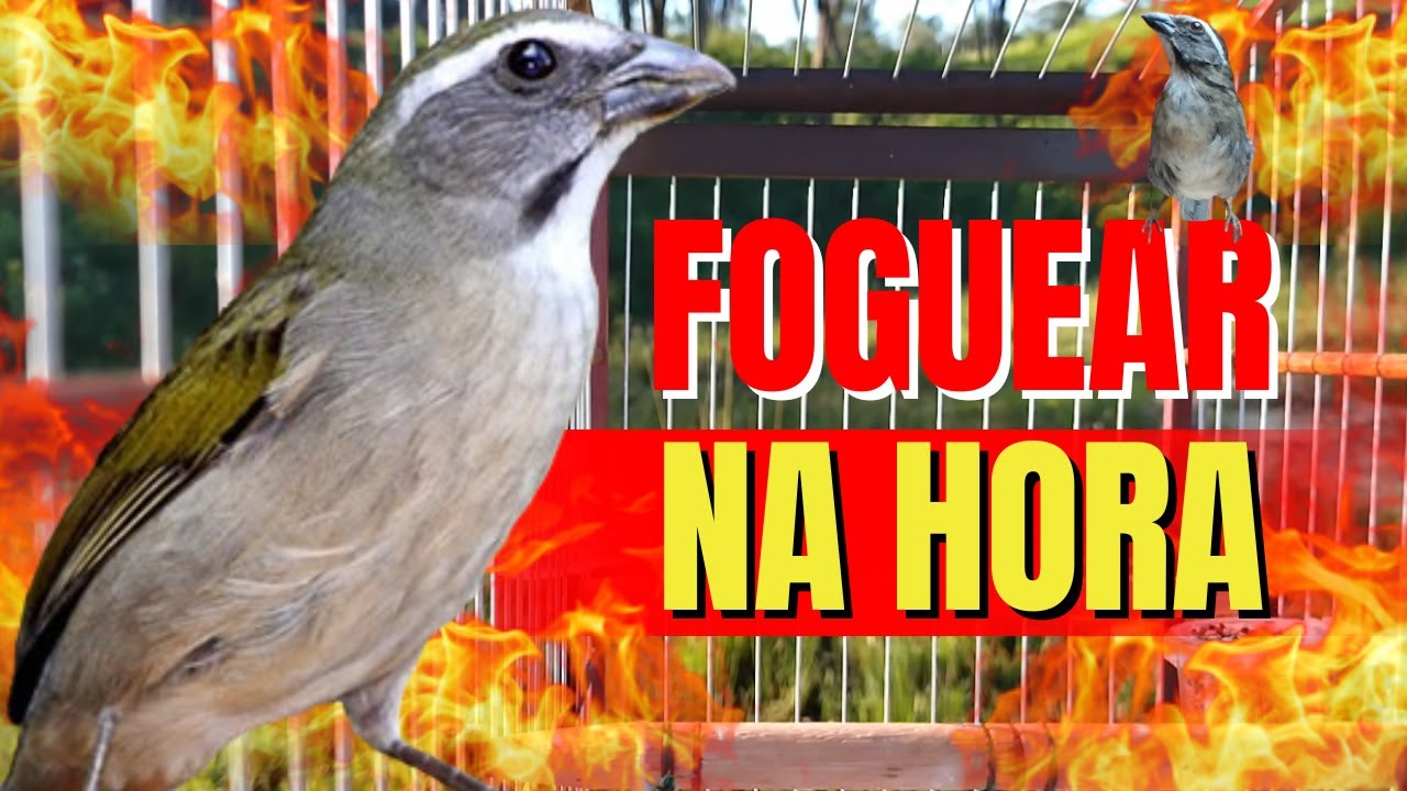 Trinca-ferro Macheando com Trinca ferro cantando Para Esquentar Trinca ferro