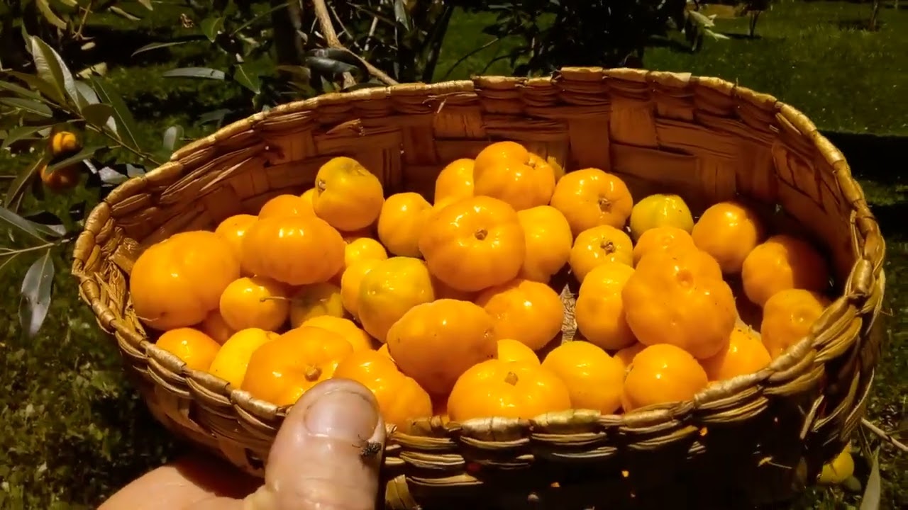 Uvainha doce (Eugenia lutescens ou sellowiana)