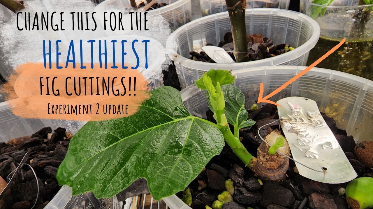 It's DEFINITIVE. Water your fig cuttings EVERY SINGLE day for success. Experiment 2 update.