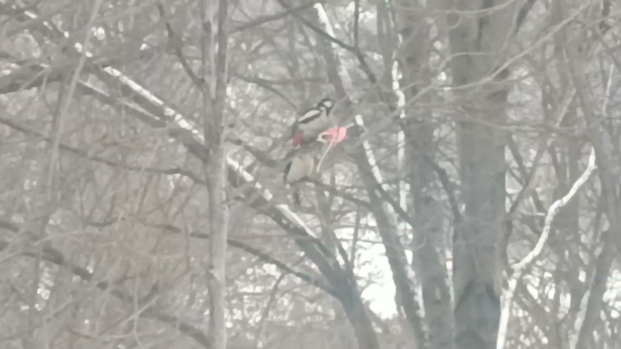 Дятли 😃🦜❄️🦜вполювали.... сало 😬🥩🥪🍖