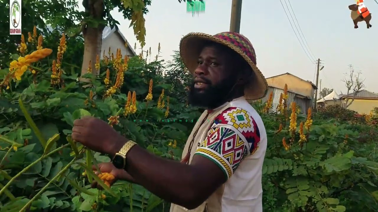 Cassia alata Sanna Alata Benefits and uses part 2 ( Candle Bush )