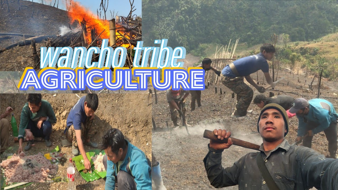 🌾 Wancho Tribe & Agriculture ll Yatunwangsu 
