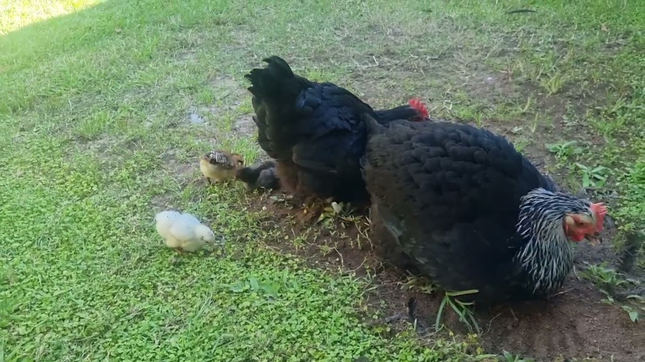 It's A Chicks Life for Me.