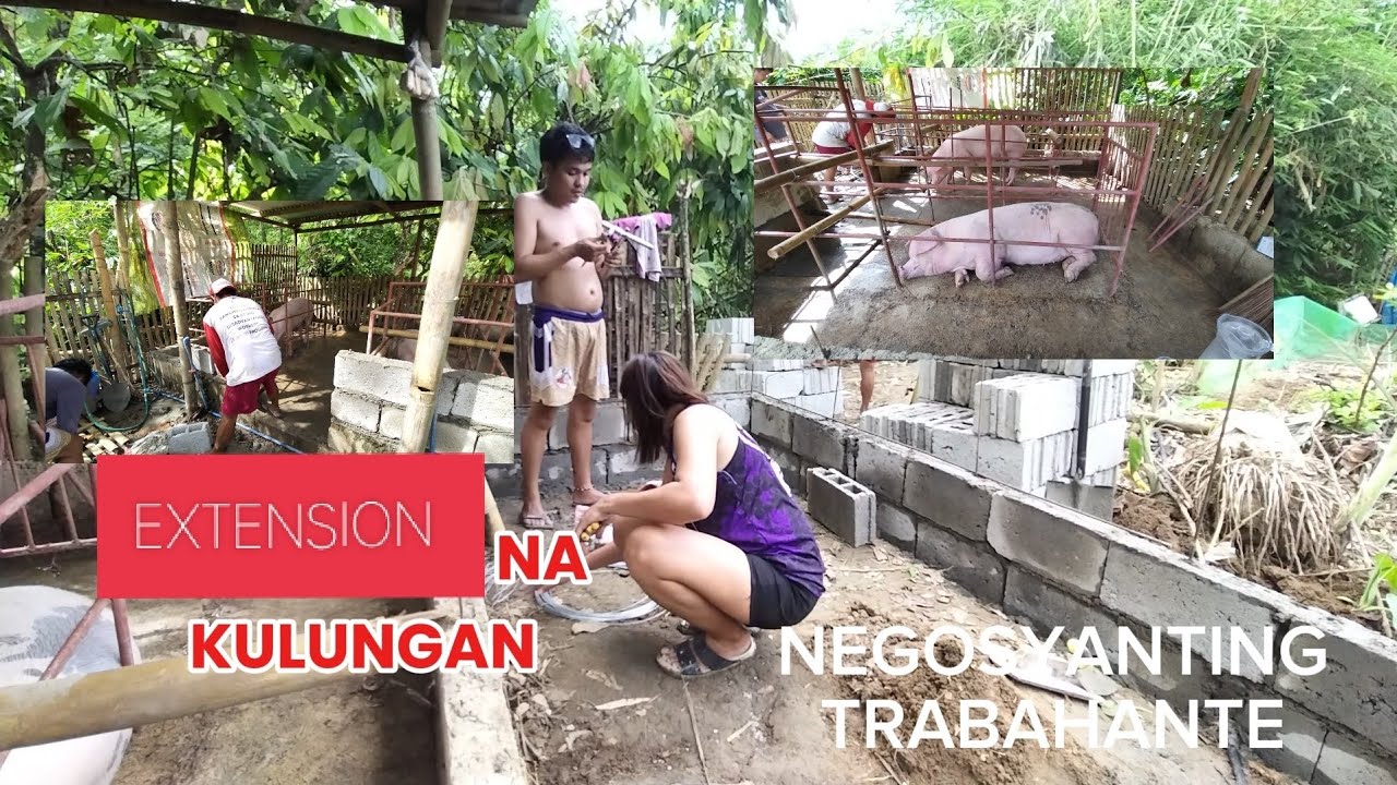 Bagong kulungan para sa bagong inahing baboy.#hograising #inahingbaboy #farrowing #piggeryfarming 