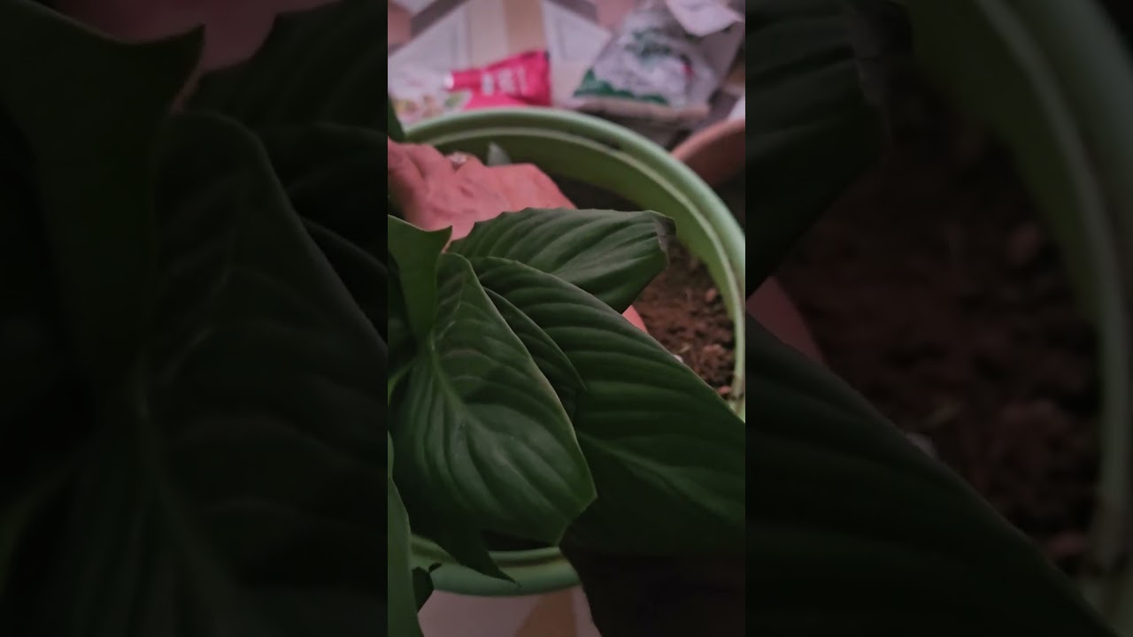 Peace Lily Plant caring techniques. 