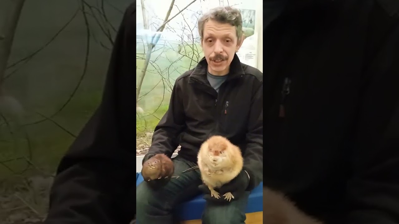 #shorts Об ондатрах и водяных полёвках