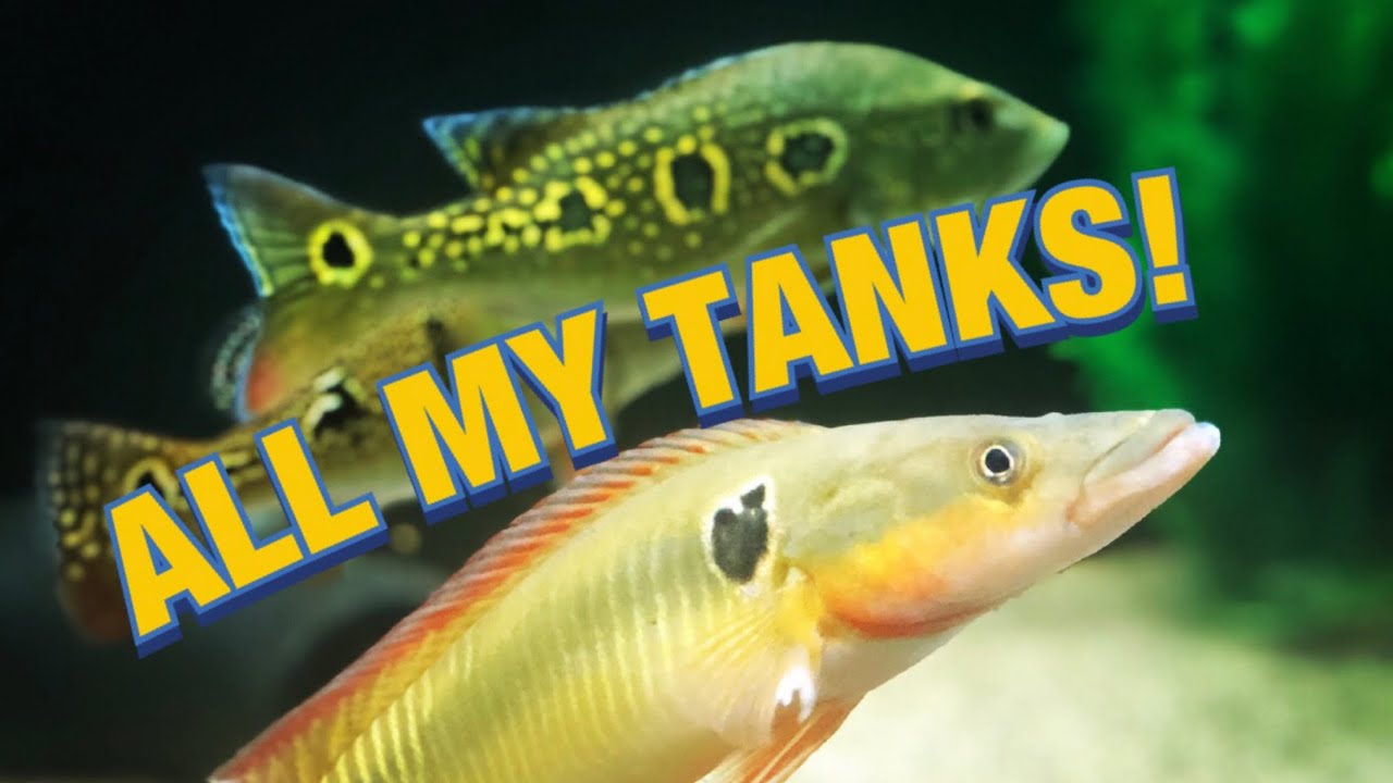 Welcome to my MONSTER fish room!