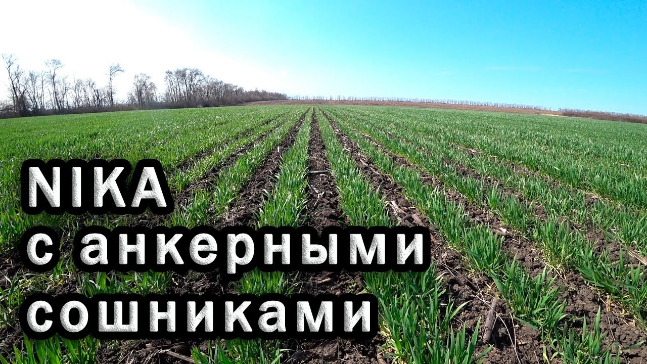 Пшеница посеянная сеялкой NIKA c двухрядными анкерными  сошниками.