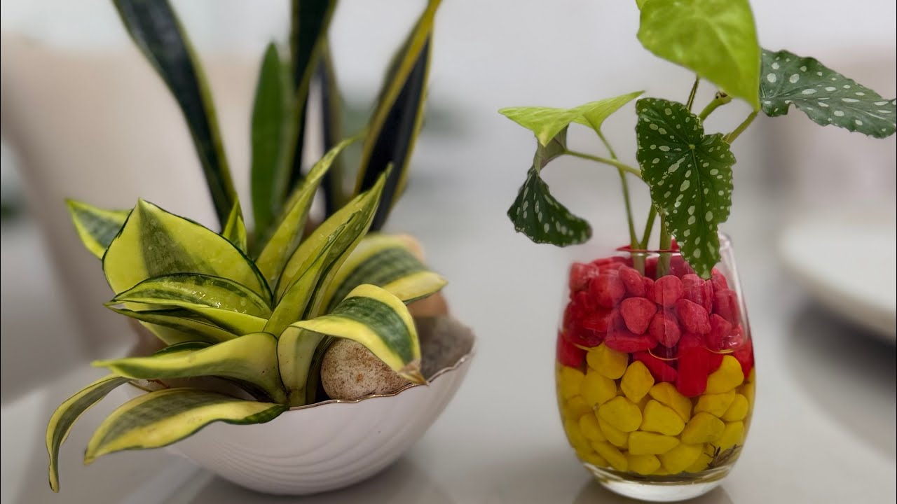 Transforme Plantas Simples em Arranjos Incríveis na Água 😍🌱