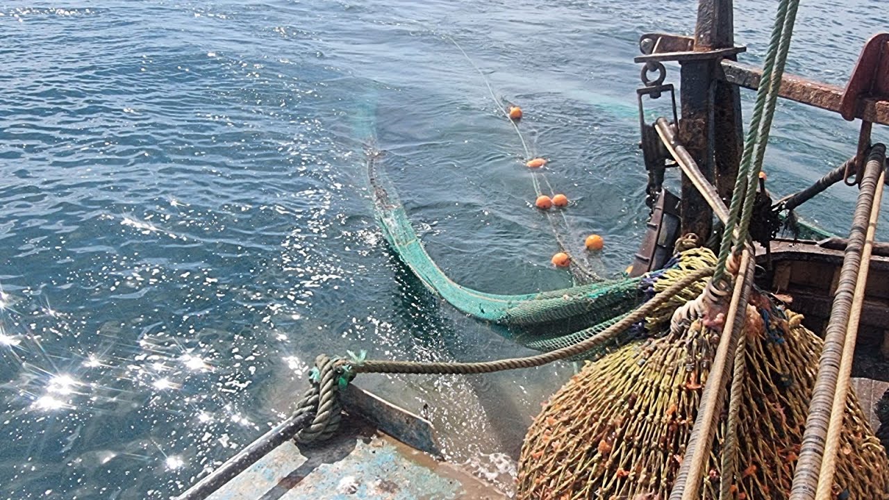 Prawn Twin Rig Trawling on the Firth of Clyde #firthofclyde #prawns #fishing #sustainablefishing