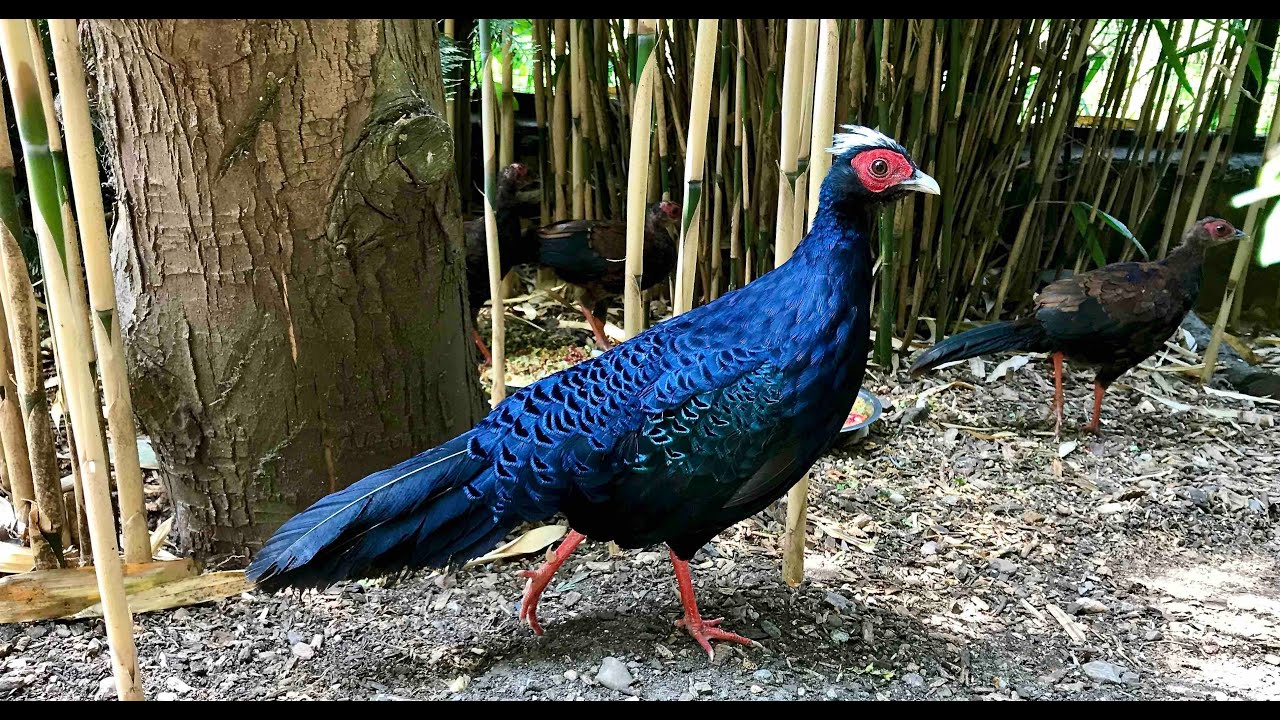 Edwards' Pheasant and Chicks