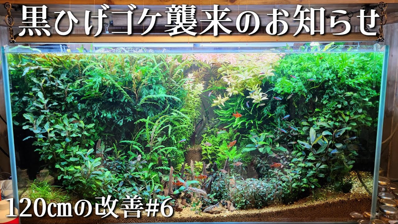 黒ひげ苔にブセが襲われたので駆逐したい　120㎝水槽の改善【6】