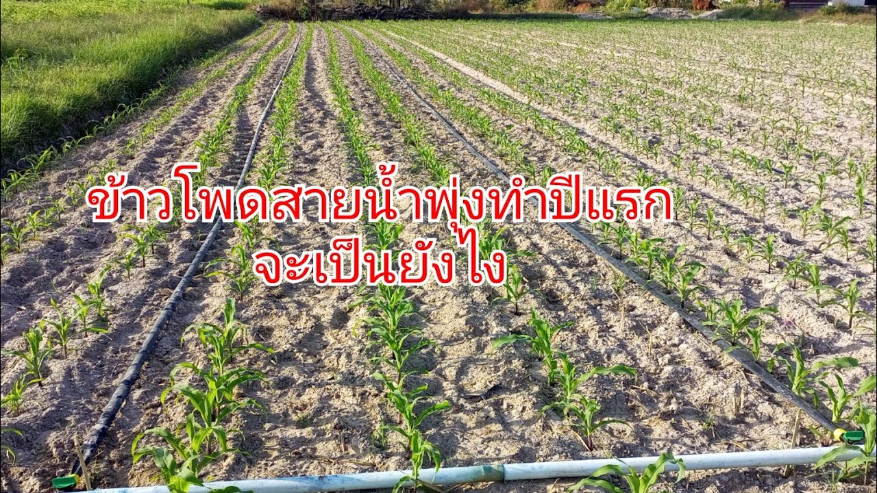 วันนี้พาเข้าสวนข้าวโพด