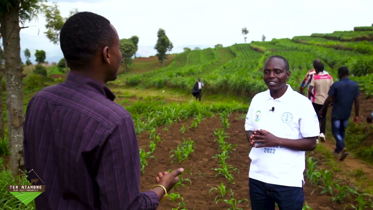 Akamaro ko kubagaza ifumbire ya urea | Tera Intambwe Muhinzi