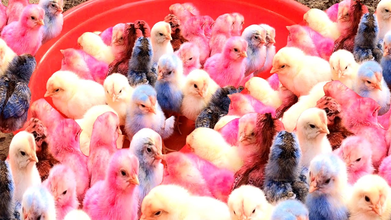 Top 5 Video Catch Animal, Cute Duck, Colorful Chickens, Rainbow Chickens, Animal Care 💦💜💦💙💚💕💕💙