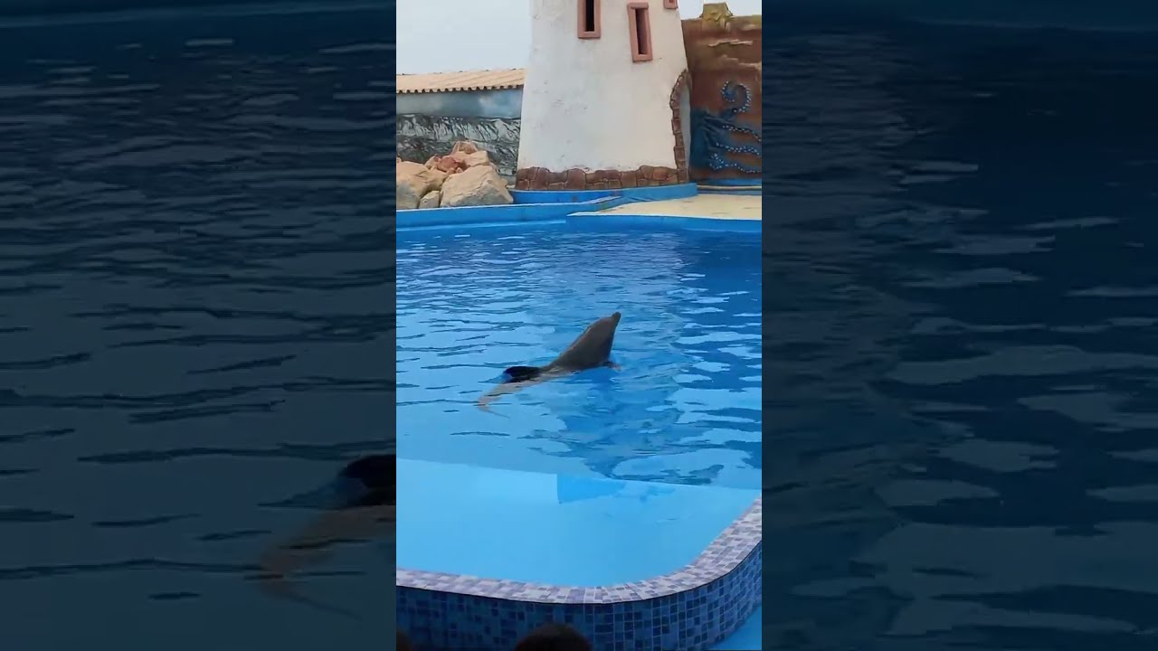 Agadir dolphin world 1
