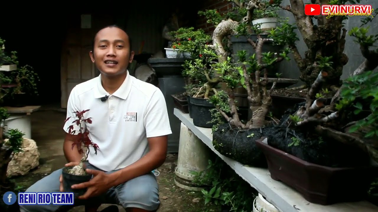 Lapak Bonsai Blitar Dari Tanaman Bahan Bonsai Murah Meriah Sampai Yang Jutaan Ada Disini (mbh Giono)