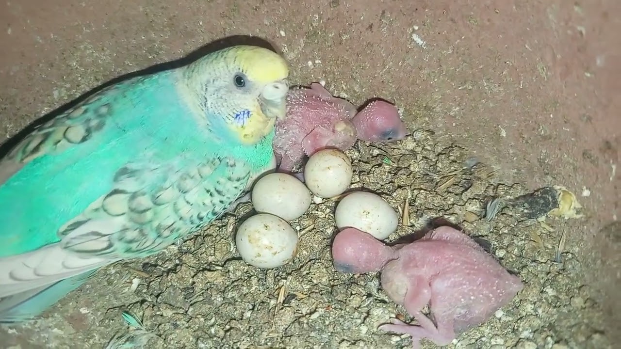 Budgies Breading progress 🤩