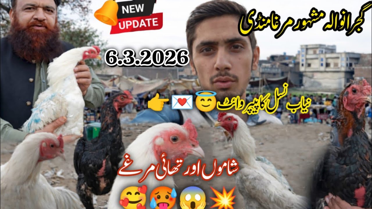 ❤️‍Gujranwala | Mashhoor Murgha Mandi Shamo Aur Thai Pakistani Nayab Latest New Update |  06-06-2026