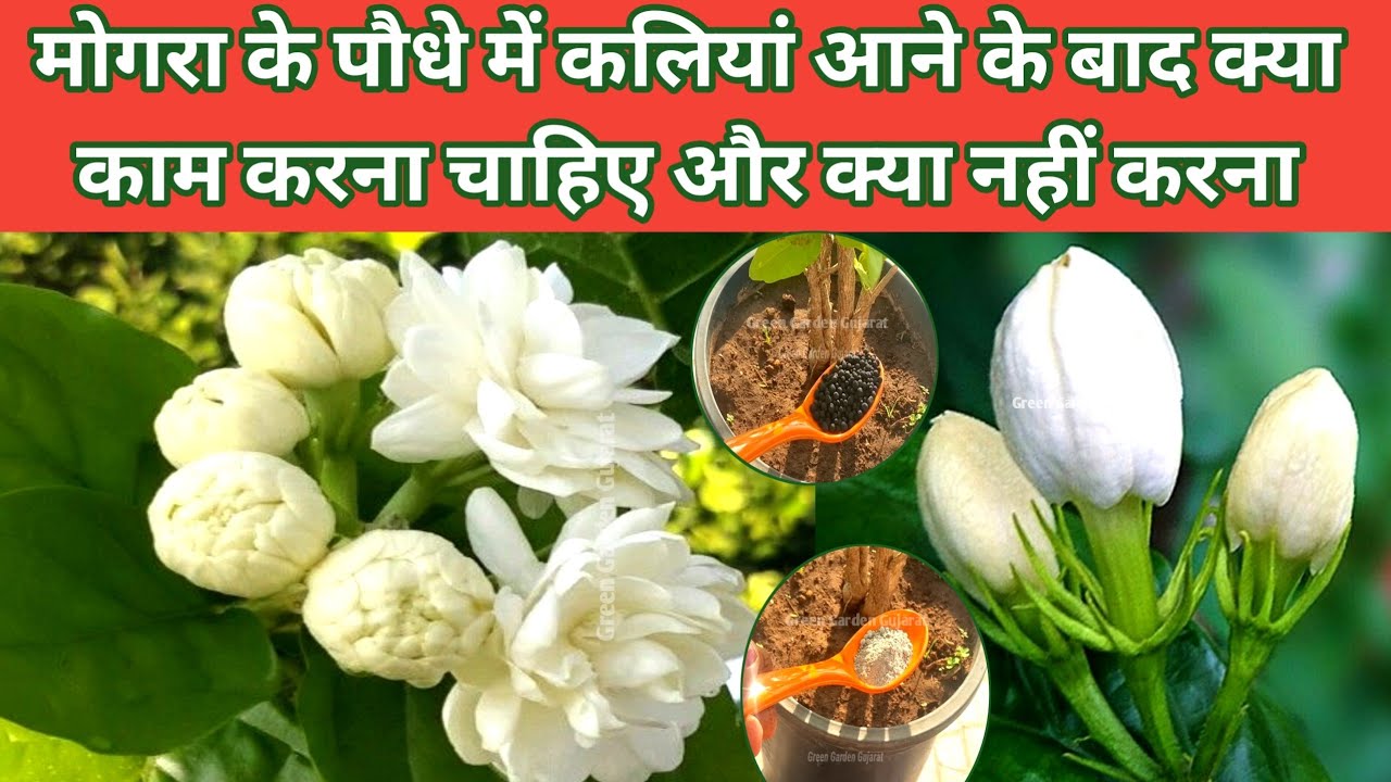 मोगरा में कलियां आने के बाद क्या काम करना है क्या नहीं.Mogra plant summer care and fertilizer