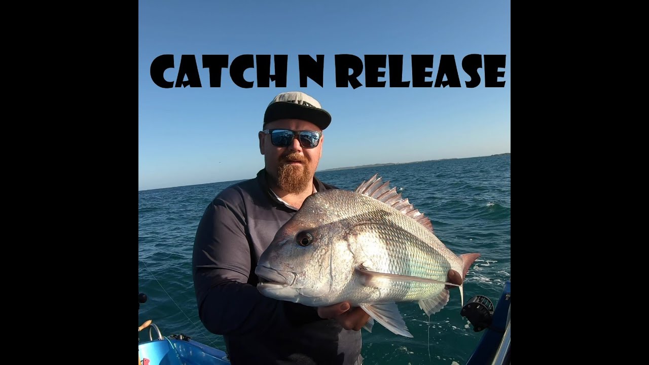 Catching and releasing Snapper - Big Shark jumps - AIR JAWS