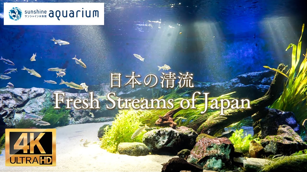 【4K】サンシャイン水族館の日本の清流  (Fresh Streams of Japan in Sunshine Aquarium Tokyo Japan )