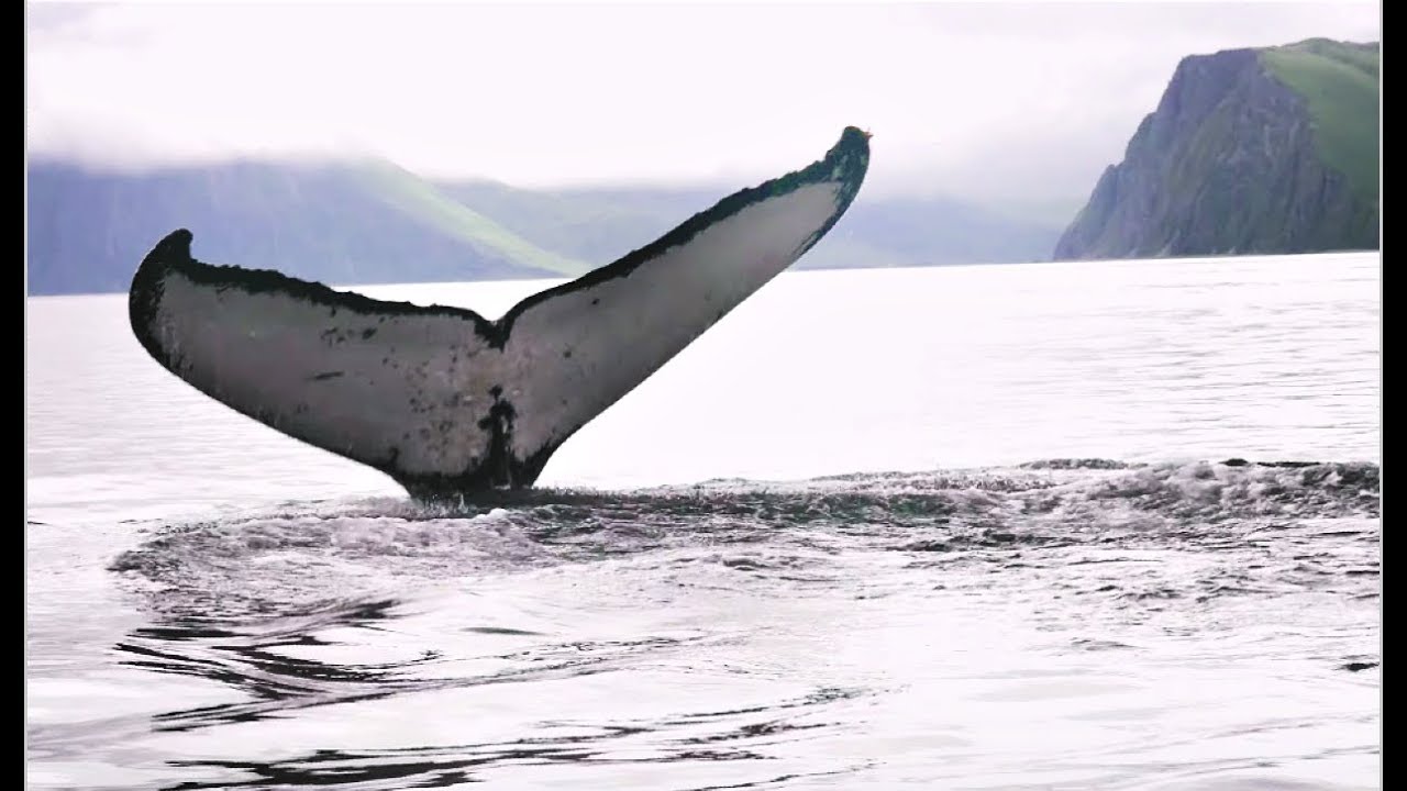 Unalaska, AK (Dutch Harbor)