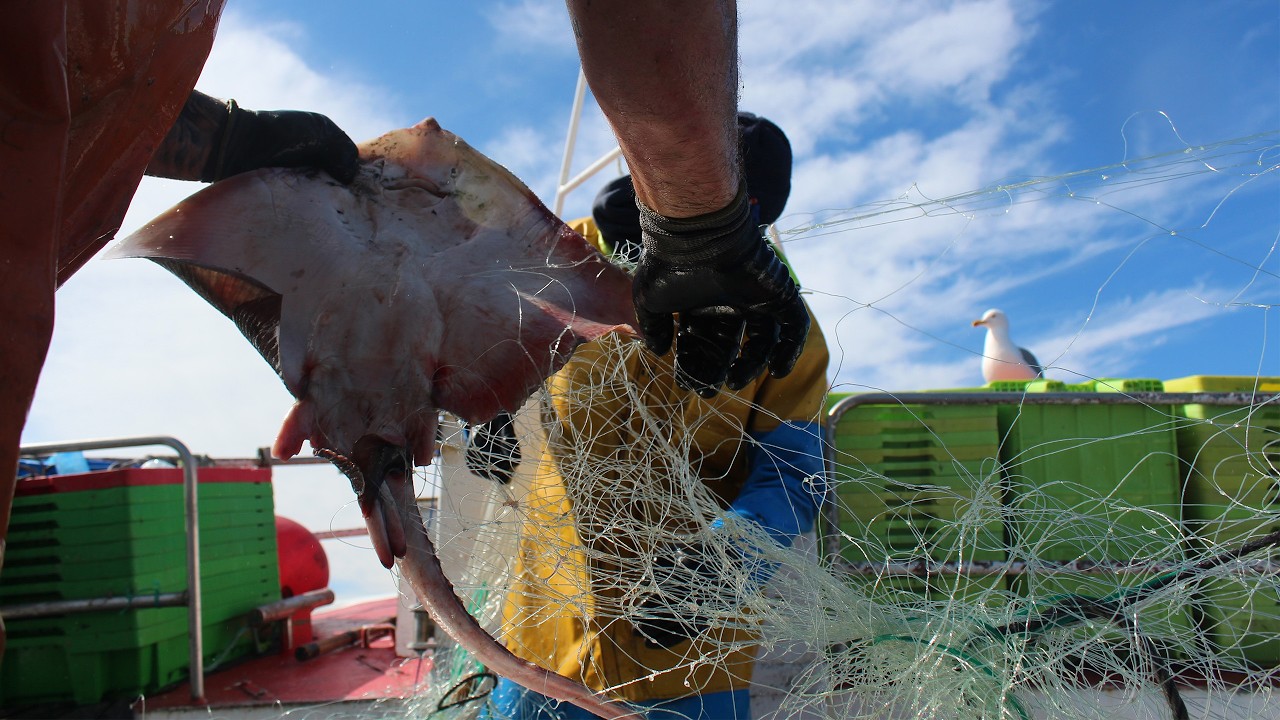 Del Mar a la rula - Pesca con miños a bordo del Adriana Tercero