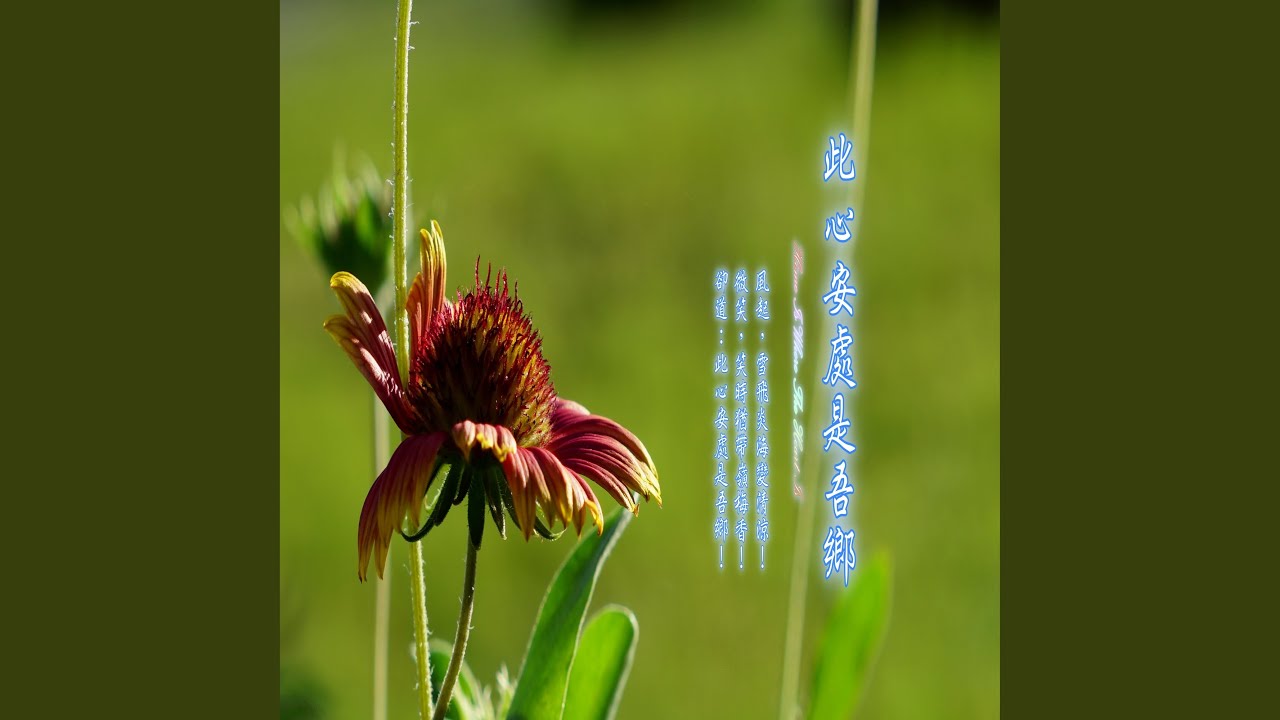 牧牛 (音樂加長版)