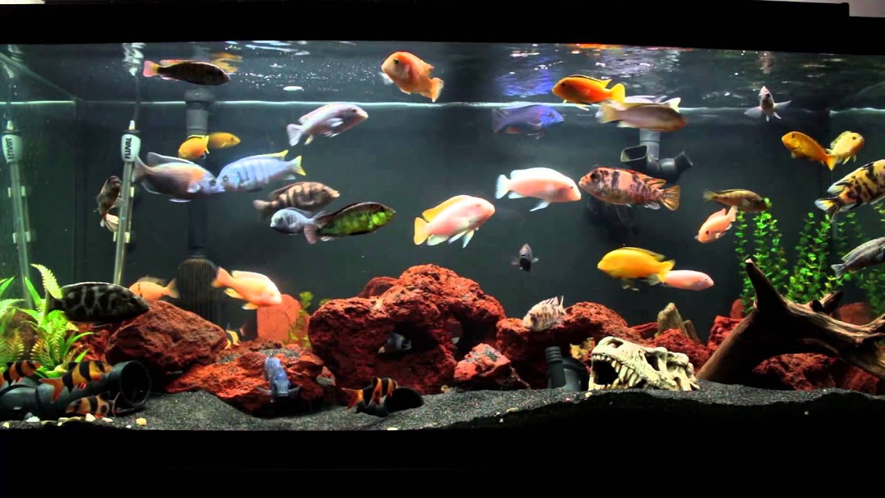 10 Minutes of an African Cichlid Fish Tank