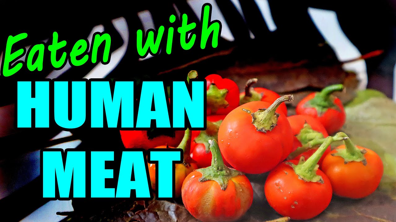 CANNIBAL TOMATO : This Plant Was Once Eaten With HUMAN MEAT - Weird Fruit Explorer
