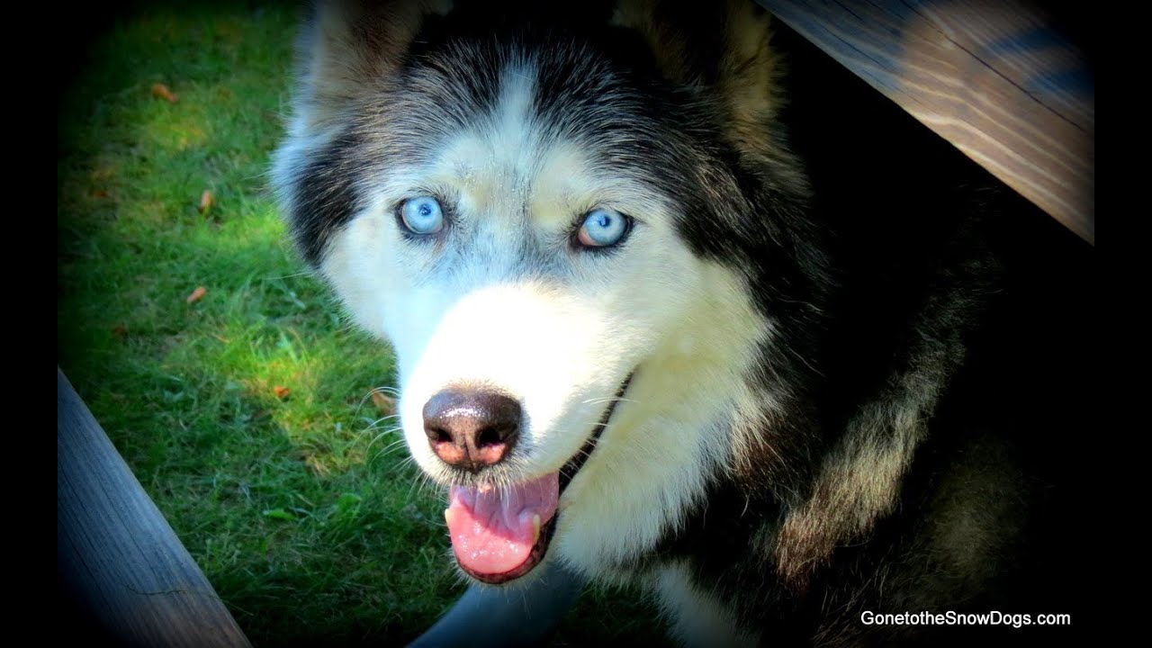 Сибирский хаски против РЫБЫ! Кемпинг, часть 2
