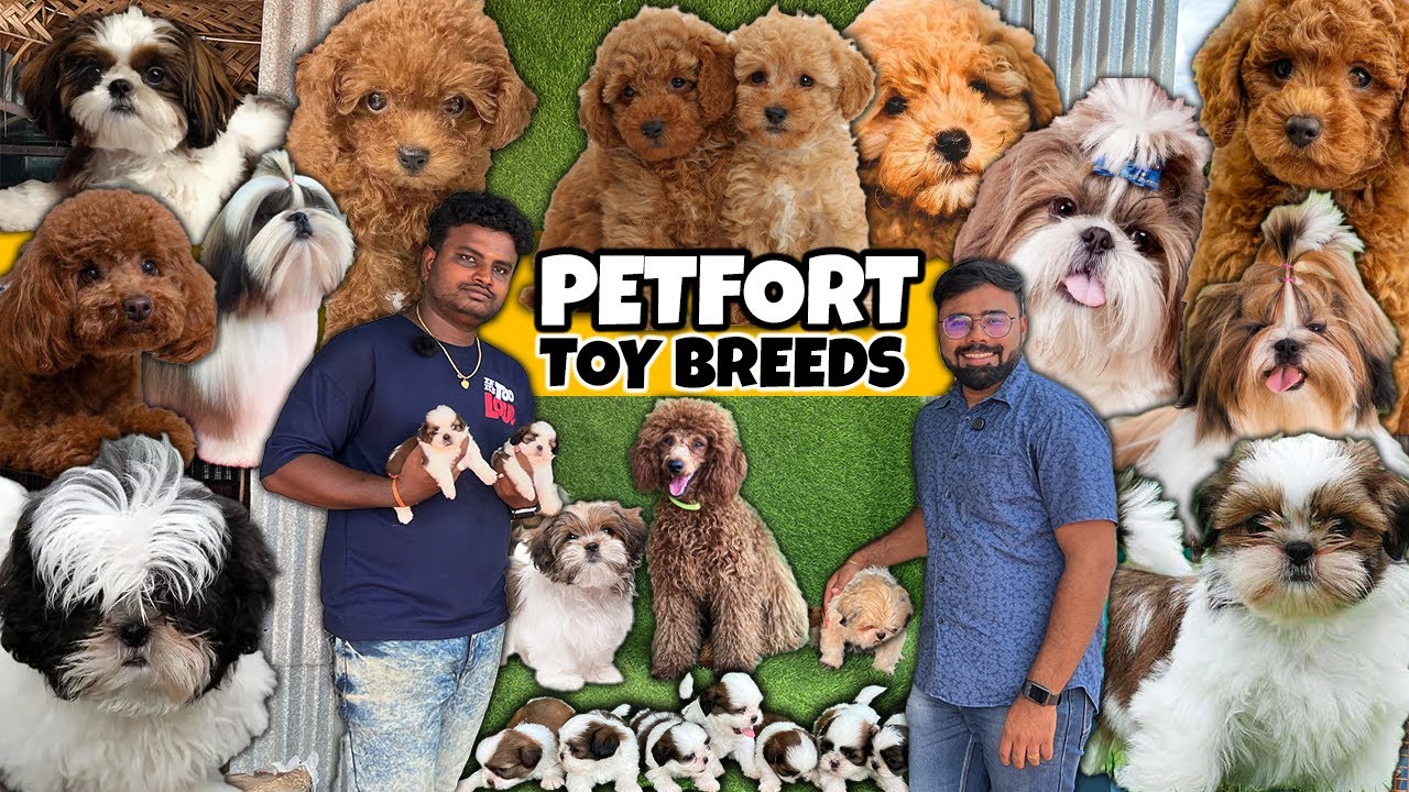 Top Quality Shihtzu | Poodle | Coimbatore Petfort Toy Breeds Kennel | Affordable Price