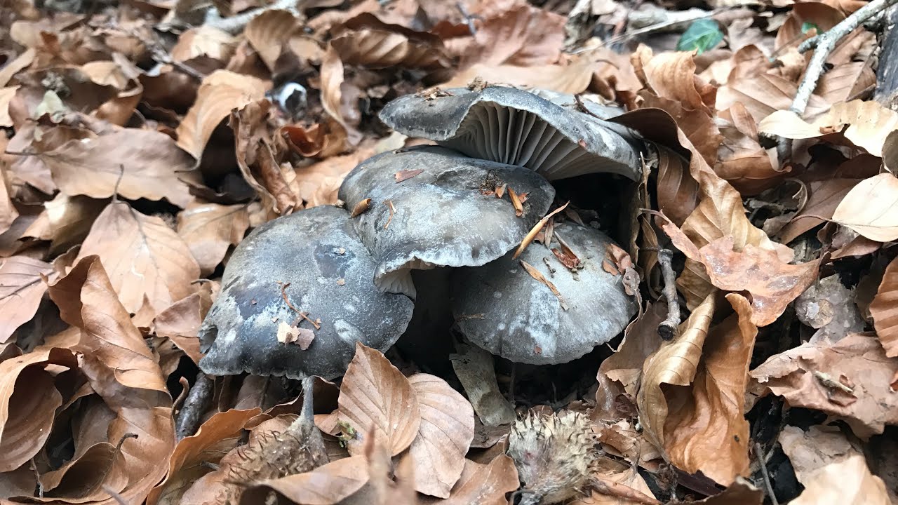 HYGROPHORUS MARZUOLUS 2020