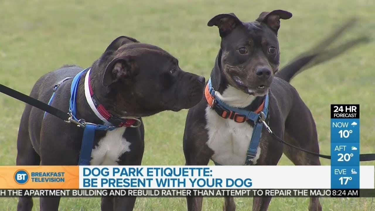 Dog Park Etiquette