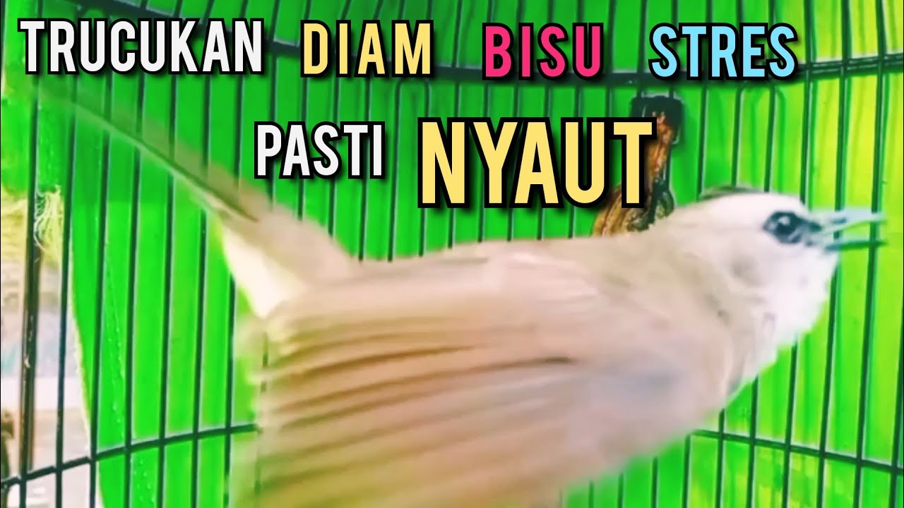 TRUCUKAN DIAM BISU STRES AGAR BUNYI GACOR PUTARKAN PANCINGAN INI 99, 9 % IKUT NYAUT GACOR SEKETIKA 